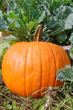 courges