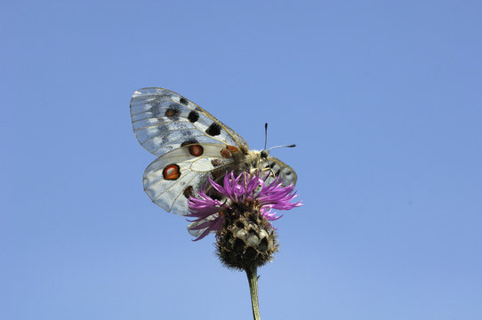Apollofalter im Moseltal bei Valwig