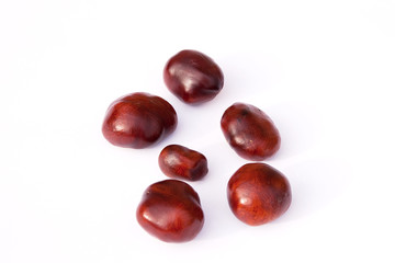selection of conkers