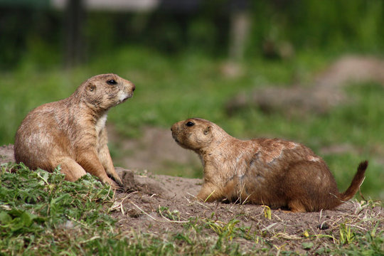 Erdh&ouml;rnchen, Jungtiere