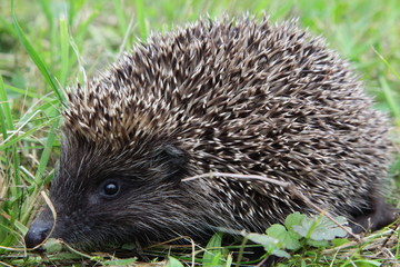 Igel