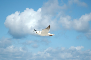 seagulls in the sky