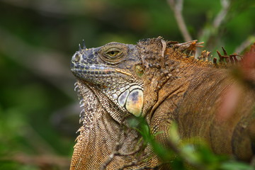 Iguana