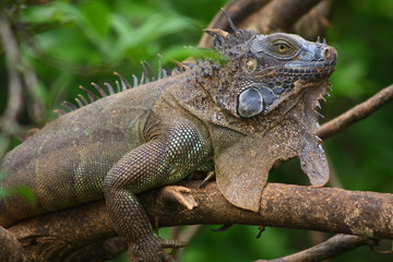 Iguana in Costa Rica