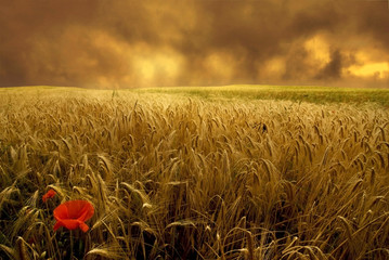 campo di grano
