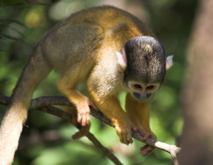Cute squirrel monkey