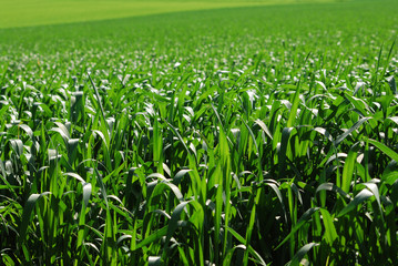 Obraz premium Getreidefeld im Frühjahr