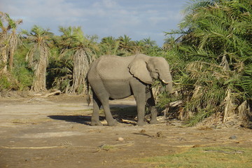 Elephant in Amboseli - obrazy, fototapety, plakaty