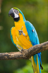Blue-and-yellow Macaw in deep vegetation - Ara ararauna...