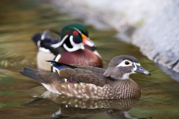 Ducks in a pond, focus on female...