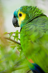 Parrot camouflaged in dense vegetation