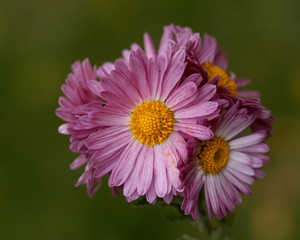 Obraz premium bunch of flowers