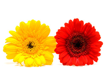 Yellow and red Gerber flower in closeup over white background