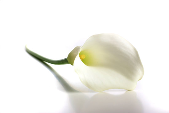 Wei&szlig;e Calla