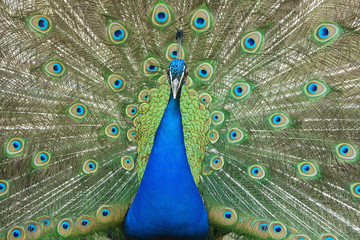Obraz premium male peacock with tail feathers spread
