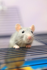 Petit rat qui sort de sa cage