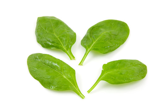 Four fresh spinach leaves over white background
