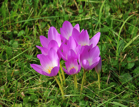 Violet Crocus, Crokus, Krokus
