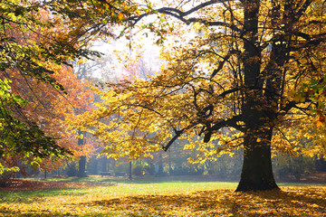 Autumn in The Park