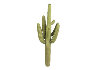 Saguaro_(Carnegiea_gigantea)