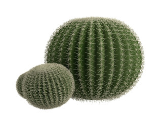 Golden_barrel_cactus_(Echinocactus_grusonii)