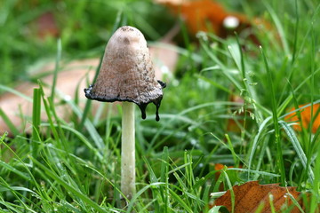 Coprin chevelu noir d'encre,Coprinus ,comatus,comestible