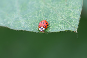 ladybug