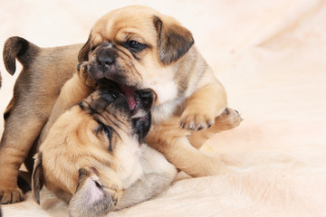 Obraz premium Puggle Kampf