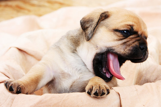 Puggle Welpe G&auml;hnt
