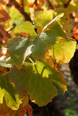feuille de vigne couleur automne