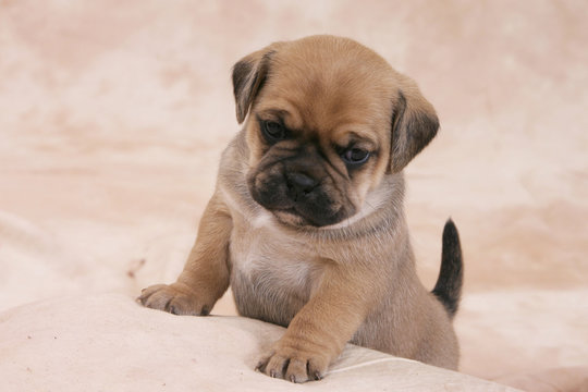 Puggle Welpe
