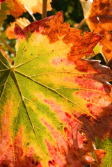 feuille de vigne couleur automne