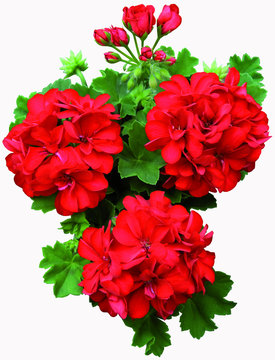 geranium lierre double rouge