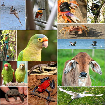 Les animaux du Nicaragua