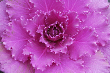 Decorative cabbage similar to a rose.