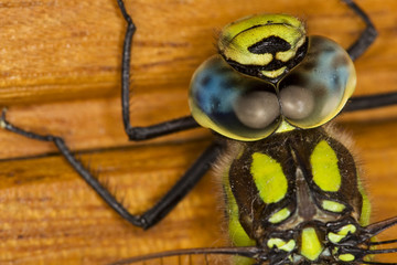 Southern Hawker dragonfly