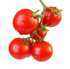 tomatoes on white background