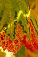 feuille de vigne couleur automne