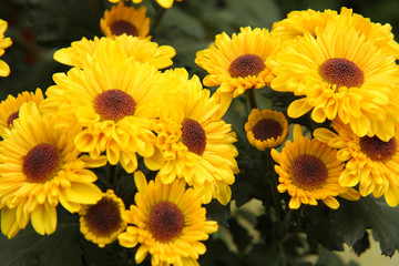Yellow Chrysanthemums