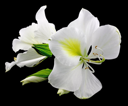 Fototapeta fleurs blanches bauhinia fond noir