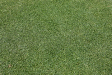 Fototapeta premium Sportrasen
