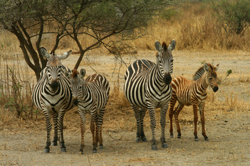 Fototapeta na wymiar Rodzina zebr