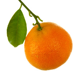 Frische Orangen-Mandarinen,freigestellt