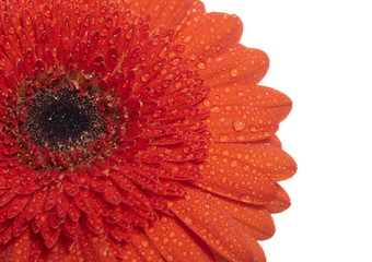 Red daisy-gerbera isolated on white background.