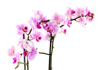 Fototapeta na wymiar Pink orchid