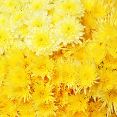 Obraz premium Beautiful colorful flower background.