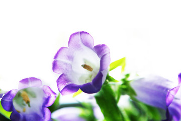 Fototapeta na wymiar Hand bells flowers. Campanula cespitosa.