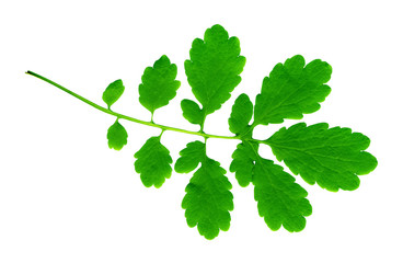 HIGH RESOLUTION green summer leaf manually isolated