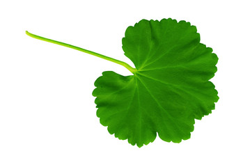 HIGH RESOLUTION green summer leaf manually isolated