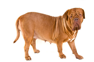 Large Dog Standing